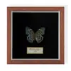 Especimen de Mariposa Real Colgante de Madera Estilo Nórdico Simple Moderno Regalo de Cumpleaños Marco de Fotos de Madera Simple