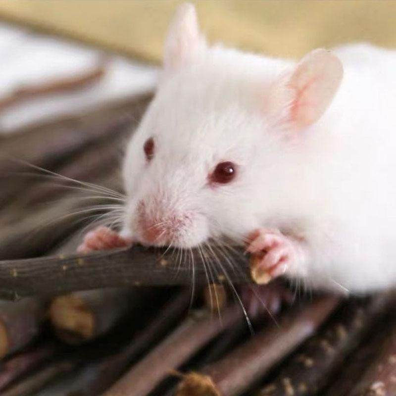 QQ图片20201216025708