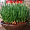 Cebolas Vermelhas Frescas, Cebolas Desidratadas, Cebolas Pequenas, Cebolinhas e Cebolas Aromáticas de Fazendas de Sichuan, Direto da Fábrica de Origem, com Frete Grátis para Exportação