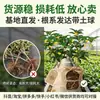 Cuatro Estaciones Osmanthus Dropshipping Interior Exterior Fácil de Cultivar Árbol de Osmanthus Muy Fragante Flores Fáciles de Cultivar Plantas Verdes Plantas en Maceta