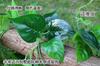 Sensación al tacto plástico simulación hojas de planta de ratán verde venta al por mayor enredadera ratán hojas verdes decorativas