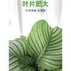 Plantas hidropônicas fáceis de cultivar em ambientes internos Calathea Maçã Verde planta verde planta em vaso adequada para todas as estações sala de estar escritório mesa folhas grandes tolerante à sombra