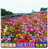 Semillas de flores silvestres de combinación de cuatro estaciones al por mayor hermosas flores de campo mar escénico semillas de flores Zinnia especies de flores gesang