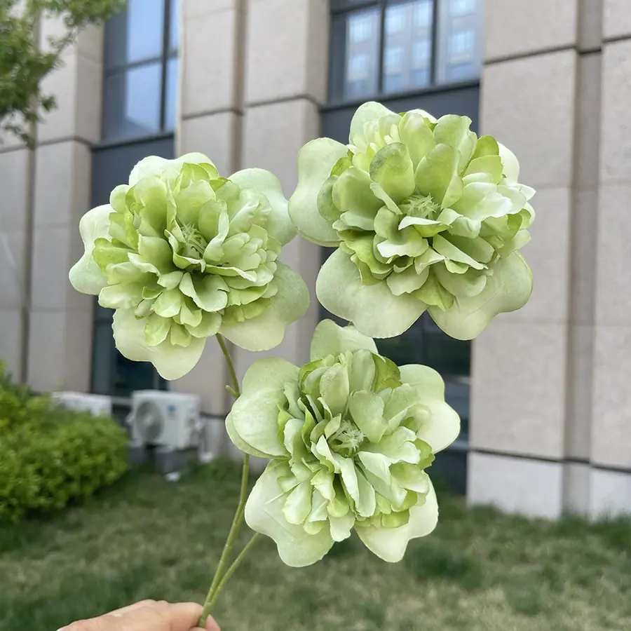3头浪漫落茶牡丹-绿色.JPG