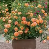 Mudas de Rosa-videira, Mudas Pequenas, Varanda Suculenta, Floração o Ano Todo, Plantas Trepadeiras, Rosas com Botões, Videiras de Rosa