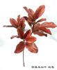 Nueva flor de boda melocotón suave de fábrica hortensia champán rosa boda camino principal flores falsas suaves al por mayor