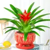 Plántulas de palma roja de la suerte en macetas grandes, adecuadas para exhibición en la sala de estar, flores y plantas hidropónicas cultivadas en casa, fáciles de cuidar en interiores y prosperan en todas las estaciones.