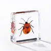 A Fábrica de Artesanato Zhongkun vende espécimes de insetos genuínos como itens decorativos, embutidos em resina de alta transparência, como brinquedos científicos educativos para crianças.