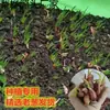 Cebolas Vermelhas Frescas, Cebolas Desidratadas, Cebolas Pequenas, Cebolinhas, Cebolas Aromáticas de Fazendas de Sichuan, Frete Grátis, Exportação