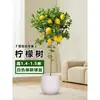 Planta de Limoeiro em Vaso com Frutos, Planta Verde Comestível, Grande para Sala de Estar Interna Varanda, Planta de Floração Quatro Estações, Fácil de Manter