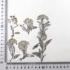 Fábrica de flores plateadas, flores secas directas, serie negra en relieve, especímenes de plantas, hojas de flores reales, bolsa de material floral