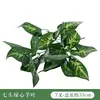 Paisagismo Simulado de Plantas Verdes Transfronteiriço, Parede de Plantas de Eucalipto, Decoração de Arranjo de Flores, Folhas Pequenas, Acessórios para Parede de Plantas Artificiais de Folhas Verdes
