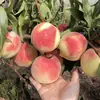 Plántulas de Melocotón Rojo Otoño Dorado de Una Pieza para Envío Directo para Plantar en el Norte y Sur, Plantas en Maceta Extra Grandes para Plantar y Injertar Plántulas de Melocotón