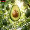 Óleo de Noz da Fazenda do Vovô, Óleo de Abacate, Óleo de Linhaça, Azeite de Oliva, Óleo Comestível para Fritura de Bebê, Óleo de Camélia