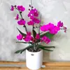 Plántulas de Orquídea Phalaenopsis con Espadas Florales y Capullos Florales Plantas de Plántulas de Orquídea en Maceta y Florales Son Fáciles de Cuidar en la Sala de Estar y en Interiores en Todas las Estaciones