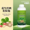 Plántulas de cacahuete con crecimiento controlado, Granos enteros, Cacahuetes con granos agrandados, Hojas verdes saludables, Plantas fuertes, Granos llenos y regordetes, Cosecha abundante, Solución nutritiva fertilizante