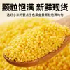 Mijo Aohan Auténtico de Chifeng, Mongolia Interior 500g Granos de Mijo Amarillo para Gachas, Granos Mixtos de Nueva Cosecha al por Mayor