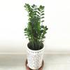 Zhixiao Árbol del Dinero Orquídea Pilar Huilan Verduras Melón y Frutas Plantas Enredadera Soporte Fijo Varilla Pilar de Flores