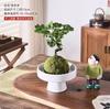 Árvore da Fortuna Folha Verde Dinheiro Multi-Formato Bonsai Planta de Vaso Pequeno para Escritório Fácil de Cuidar Todas as Estações Sempre Verde Planta Verde Atrai Fortuna