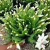 Planta Garra de Cangrejo con Capullos de Flor que Florecen en 10 Días, Planta en Maceta de Tallo Viejo Multicolor, Adecuada para Cultivo en Casa Durante Todo el Año, Escritorio, Balcón y Jardín
