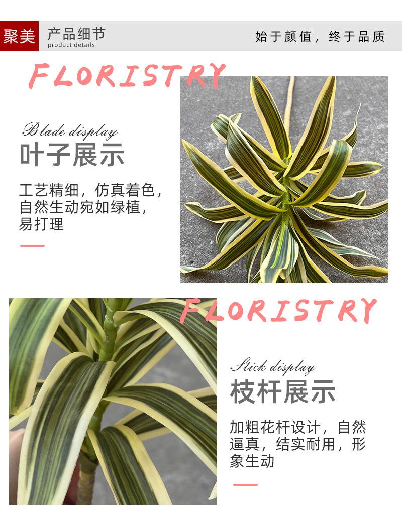 聚美-金边百合竹-详情_04.jpg