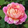 Bonsai de Rosa Cappuccino de Tamanho Médio com Cores Vibrantes e Moderadamente Profundas, Flores de Longa Duração e Adequado para Pérgolas