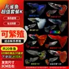 Guppies de Raça Pura, Peixes Ornamentais de Água Doce Pequenos, Peixes Tropicais Fáceis de Criar, Peixes Vivos, Peixes Limpadores, Kinguios Zebra, Peixes Pequenos, Alevinos