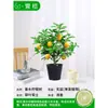 Mudas Pequenas de Limão Laranja Verde de Hainan Mudas de Semente de Limão Kumquat Em Vasos Sala de Estar Interna Varanda Árvore Frutífera Mudas de Frutas o Ano Todo