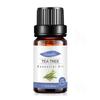 Empaque Completamente en Inglés Aceite Esencial Único de Árbol de Té para Fragancia de Velas DIY, Aceite Esencial de Árbol de Té, Aceite Esencial de Aromaterapia de Árbol de Té