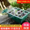 Caixa de Mudas Plástica Espessa com 12 Furos Conjunto de Três Peças Estufa Cultivo de Mudas Ferramentas de Jardinagem Melhorar a Taxa de Germinação