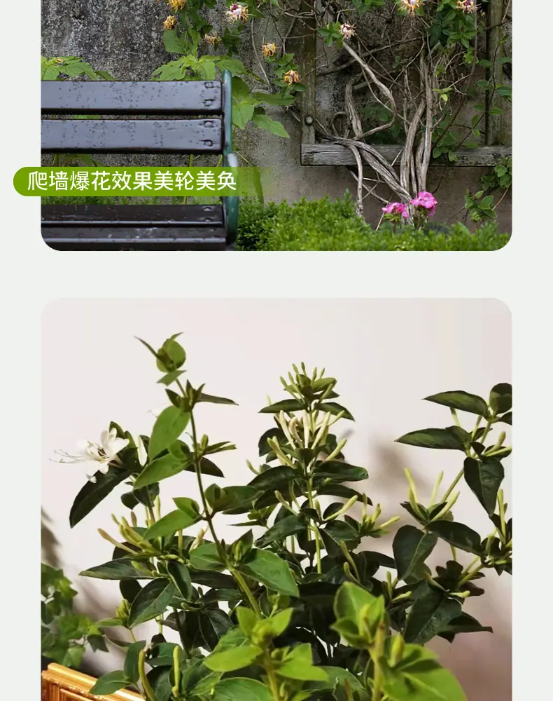 详情图片_09