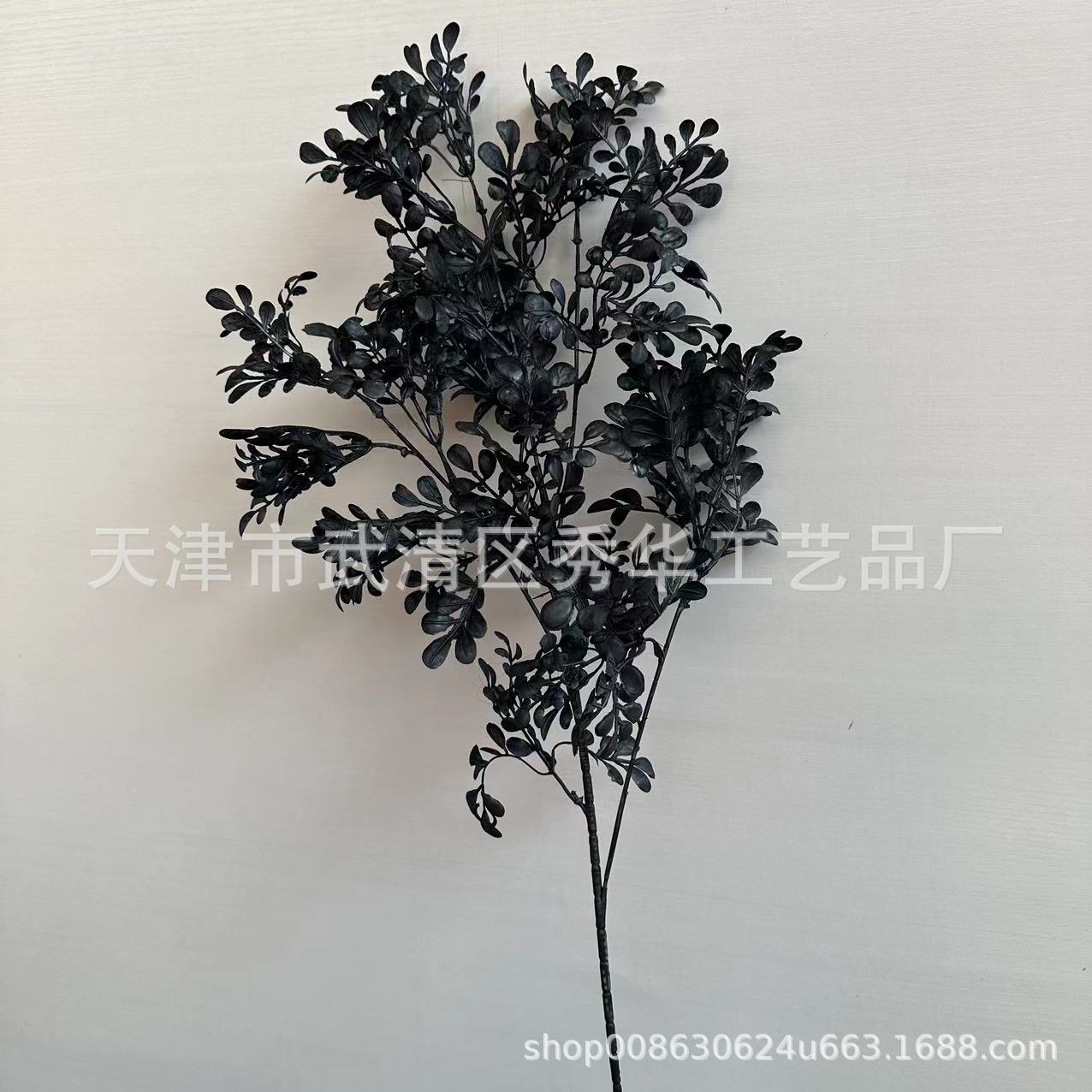 黑色情人草