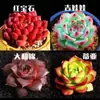 Variedades de Plantas Suculentas Principiante Carne Combinación de Carnes Paquete Huevo de Durazno Flores Rubí Plantas Pequeñas en Maceta Protección contra la Radiación