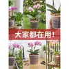 Maceta transparente para orquídea Phalaenopsis maceta especial de plástico para orquídeas control de raíces transpirable hueca canasta de plantación elevada prevención de pudrición de raíces