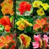 Los bulbos de planta de Canna son fáciles de cultivar, Flores hidropónicas, Plantas en maceta para jardines exteriores, Plantas verdes, Plantas de suelo, Plántulas de flores, Rizomas perennes