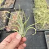 Plantas de Oficina Hidropónicas de Alta Calidad Plantas en Maceta Piña Negra Plantas Verdes de Escritorio Suculentas Adornos para Estación de Trabajo