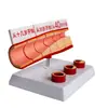 Modelo Vascular de Edad Antigua 4 Partes / Arterial Cardiovascular Endurecida/Modelo Endurecido Modelo de Patología Vascular