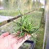 Suministro Directo de Fábrica, Entrega Base, Piña de Aire, Plantas Sin Suelo, Colección de Plantas en Grupo al Mayoreo