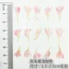 Flores de Centáurea Secas Naturais, Flores Prensadas para Nail Art, Adesivos Faciais, Enfeites de Resina para Fotos, Kits de Materiais Artesanais, Espécimes Vegetais