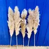 Pelo suave Puxi Caña flor seca ramo al por mayor celebridad de internet decoración del hogar fotografía decoración bohemia suministros