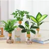 Planta Hidropónica Monstera Ave del Paraíso Planta de Interior de Escritorio en Maceta Fácil de Mantener para Personas Perezosas para Purificar el Aire Planta Verde de Oficina
