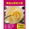 Camelia Xiangfei en maceta con brotes, flor roja de cinco colores, fácil de cultivar en interiores, florece en cualquier estación.