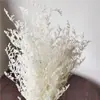 Pequeña Cola de Conejo de Caña Hierba Flor Inmortal Ramo DIY Producto Terminado Decoración Flor Real Adornos de Instagram Hierba de la Pampa Flores Secas Transfronterizo