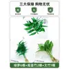 Plantas Hidropónicas en Maceta con Flores, Flores de Interior y Plantas Verdes, Plantas Acuáticas Fáciles de Cuidar en Todas las Estaciones, Rábano Verde, Espárragos Ricos, Arracacha, Palmera Roja y Blanca