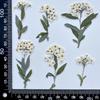 Narcisos pequeños con ramas venta directa de fábrica flores secas al por mayor especímenes de plantas en relieve flores reales hojas paquete de material floral