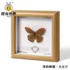Especimen de Mariposa Real en Marco, Pieza de Exhibición Terminada, Regalo para Niños, Niñas, Graduados, Cumpleaños, Especimen de Mariposa Morpho Azul Grande