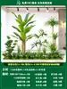 Paisagismo de Planta Artificial Varanda Arranjo de Paisagem Escada Interna Sob Árvore de Flores Artificiais Decoração Biomórfica Planta Verde Paisagismo Combinação