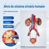Modelo do Sistema Urinário Humano rim ureter bexiga uretra modelo médico Urologia (relevo)