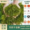 Musgo Teñido Micro-Paisaje Botella Ecológica Paisajismo Arreglos Florales Eternos Accesorios Plantas en Maceta Bonsái Césped Musgo Seco