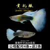 Guppies de Raça Pura, Peixes Ornamentais de Água Doce Pequenos, Peixes Tropicais Fáceis de Criar, Peixes Vivos, Peixes Limpadores, Kinguios Zebra, Peixes Pequenos, Alevinos
